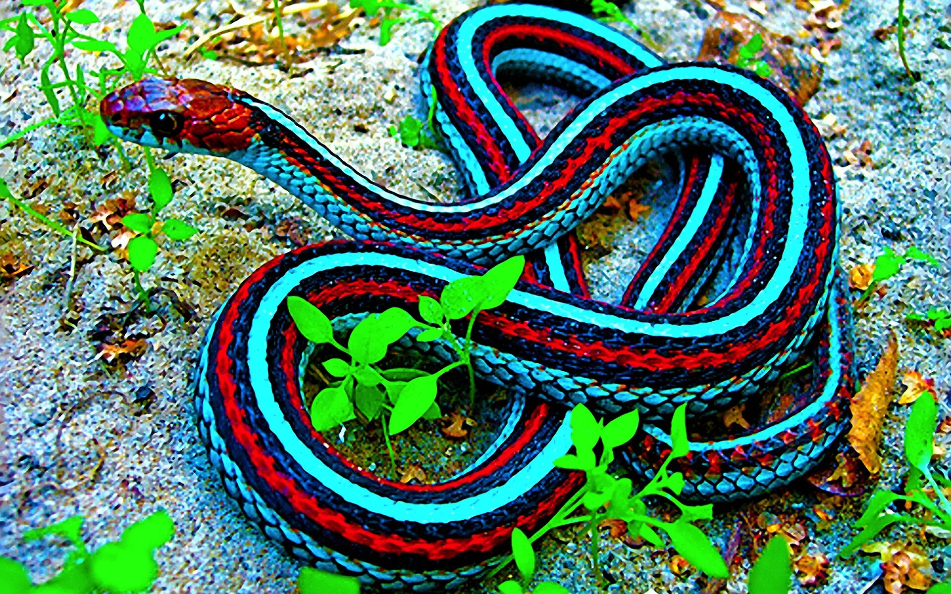 Показать про змей. Калифорнийская подвязочная змея. Калифорнийский подвязочный уж. Краснобокая подвязочная змея. Красноголовый Крайт.