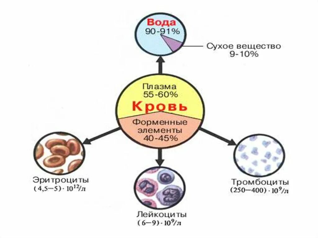 Состоит из плазмы и форменных. Кровь состоит из плазмы и клеток крови. кровь состоит из плазмы и форменных элементов. состав крови человека схема. схема кровь плазма кровяные клетки.