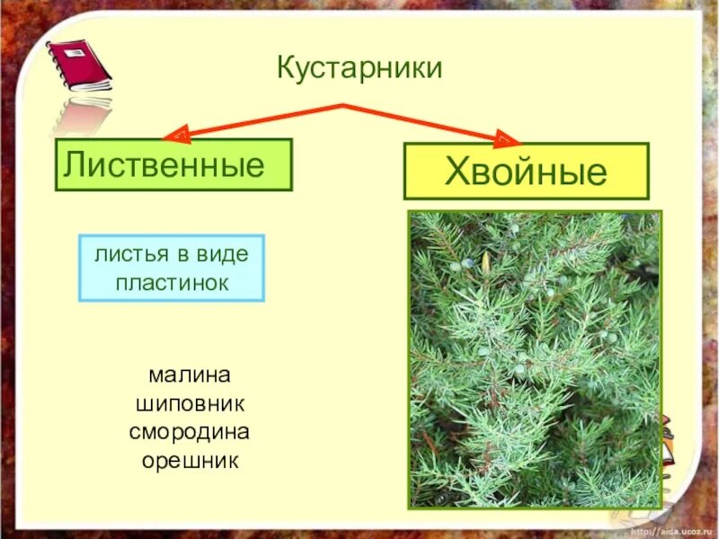 Деревья лиственные и хвойные 2 класс презентация. Кустарники лиственные и хвойные. кустарники лиственные и хвойные названия. лиственные и хвойные кустарники 2 класс. деревья хвойные и лиственные кустарники травы.