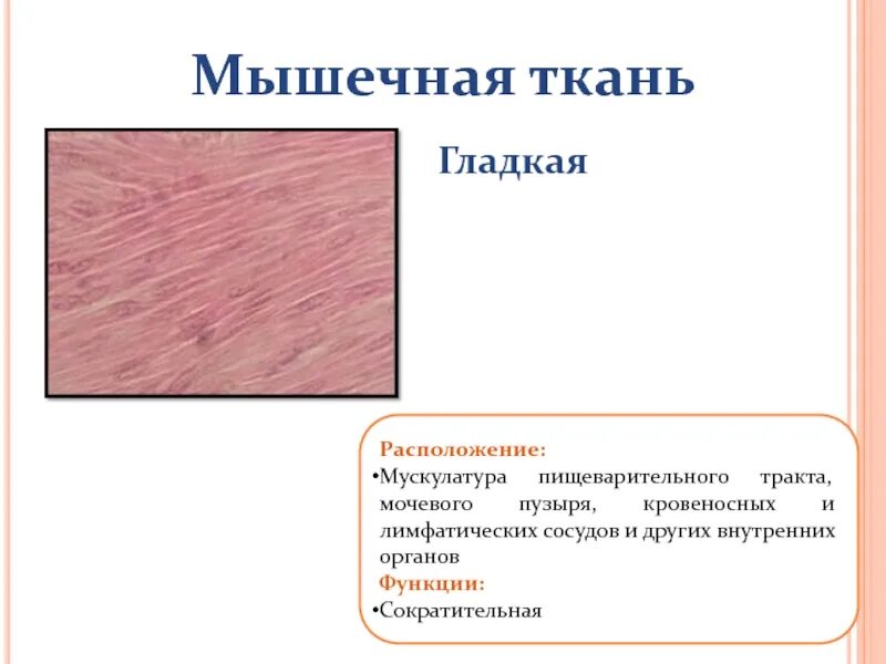 Какие функции выполняет гладкая ткань. Местонахождение гладкой мышечной ткани. Гладкая ткань расположение. Гладкая мышечная ткань месторасположение. Гладкая мышечная ткань расположение и функции.