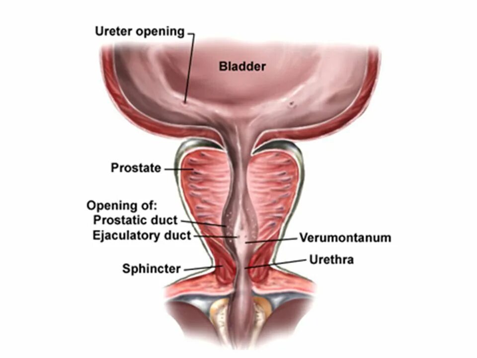 Мужской мочеиспускательный канал семенной бугорок. Семенной бугорок предстательной железы. Мужской мочеиспускательный канал сменной холмик. Предстательная железа семенной бугорок у мужчин. Маточка у мужчин