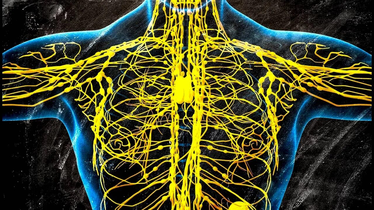 Лимфатическая нервная система. Лимфатическая система человека. Путь лимфатической системы. Лимфатическая система фото. Лимфатические сосуды клетки