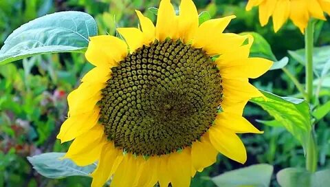 КСРО-дағы орыс секс