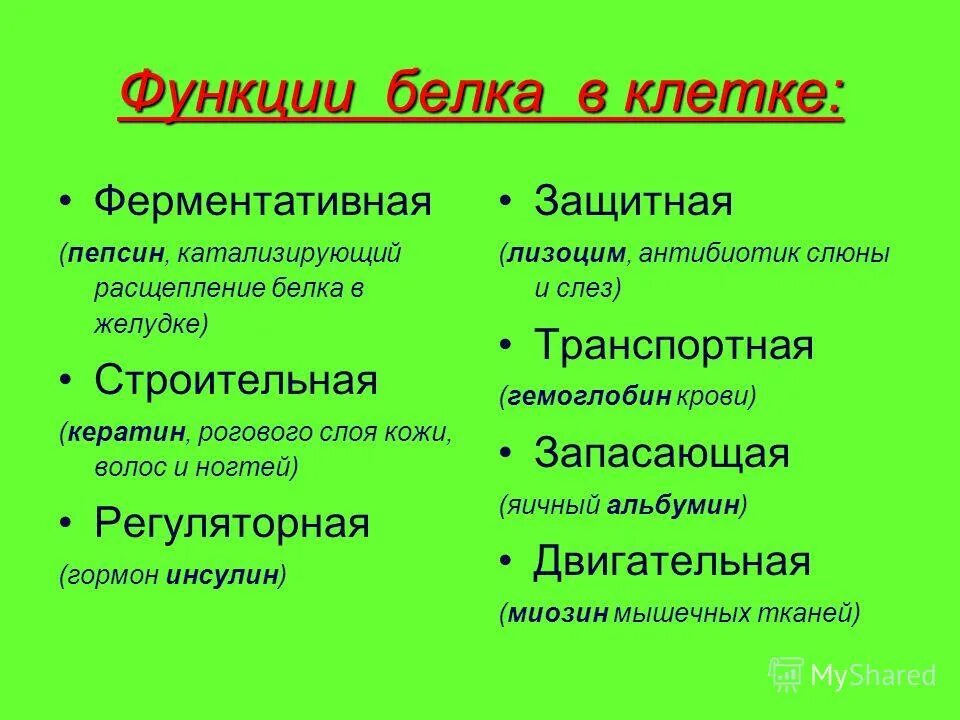 Функция белка пепсина