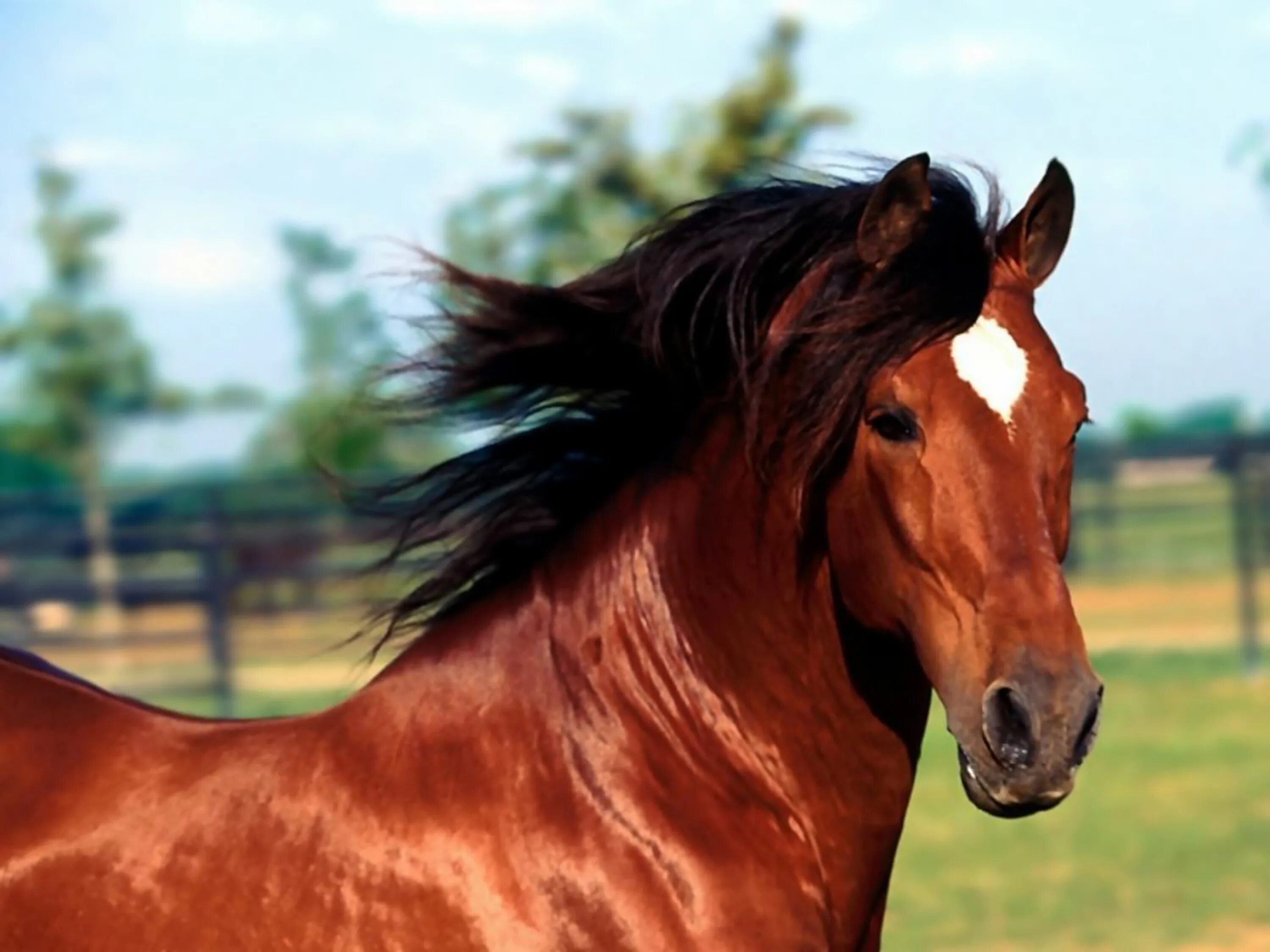 Horse pictures. Гнедой Мустанг. Лошадь гнедой Мустанг. Дикий гнедой Мустанг. Красивый конь.