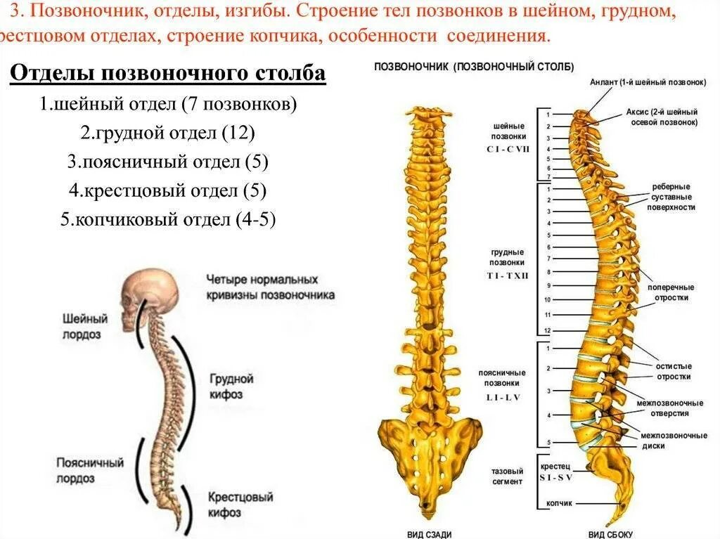 Позвоночный столб отделы количество позвонков. Позвоночный столб и строение позвонка. Строение шейно грудного отдела позвоночника. Позвоночный столб отделы изгибы строение.