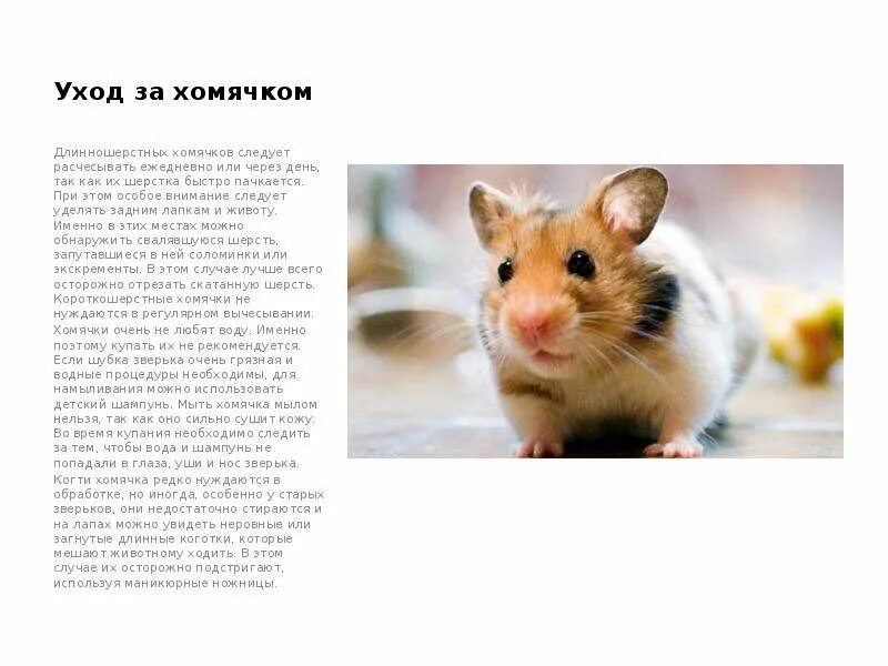 Хомяки уход и содержание и питание. Как ухаживать за хомяком. как ушаживать за хомичка. домашние питомцы хомяки. правила ухода за хомяком.