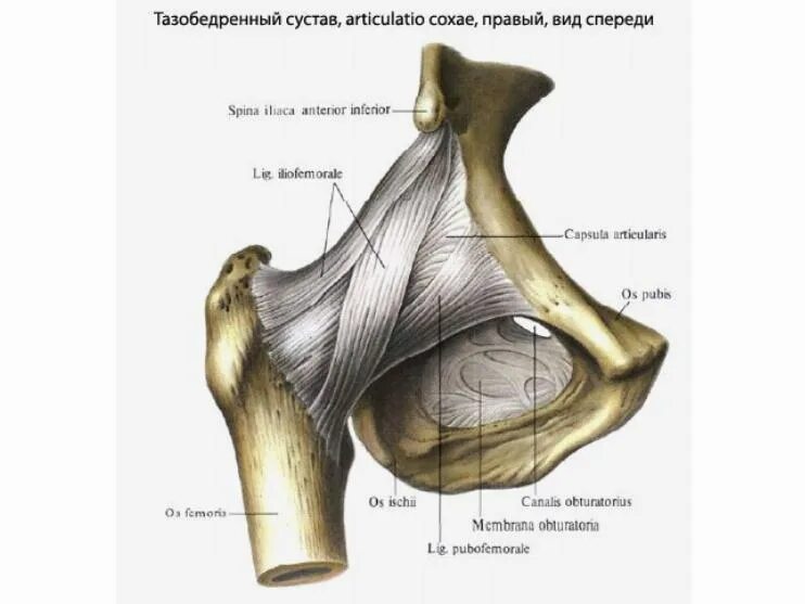тазобедренный сустав правый вид спереди. тазобедренный сустав строение анатомия связки. связки тазобедренного сустава анатомия. мышцы тазобедренного сустава анатомия. связки тазобедренного сустава анатомия.