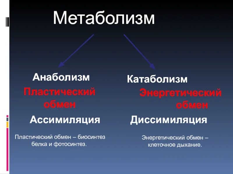 Обмен веществ пластический обмен Биосинтез белков. Метаболизм пластический обмен Биосинтез белка. Пластический обмен катаб. Ассимиляция анаболизм. Диссимиляция в биологии