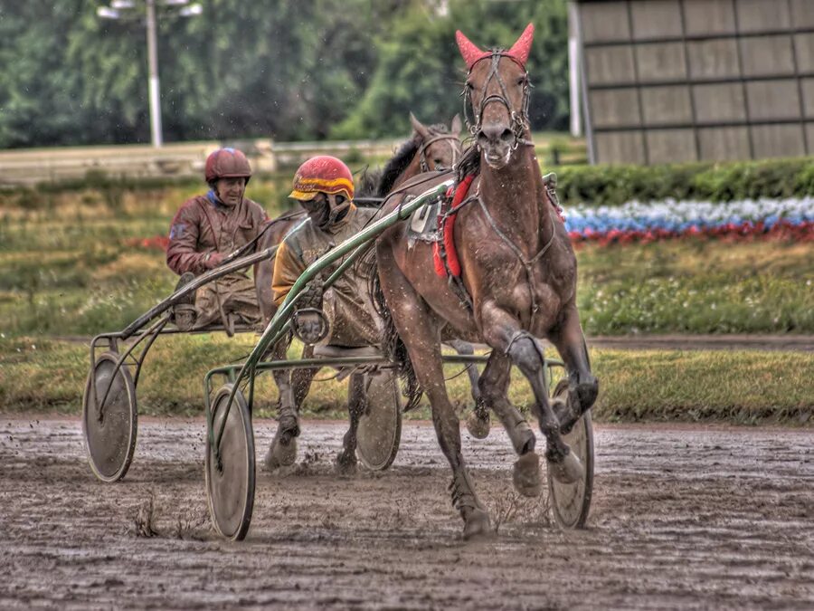 Скачки (2013). Цми форум. Медведевский ипподром. Цми форум. Московский ипподром соревнования зимой 2018.