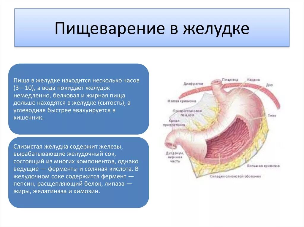 Пищеварение в желудке схема. Процесс пищеварения в желудке. Пищеварение в желудке кратко.