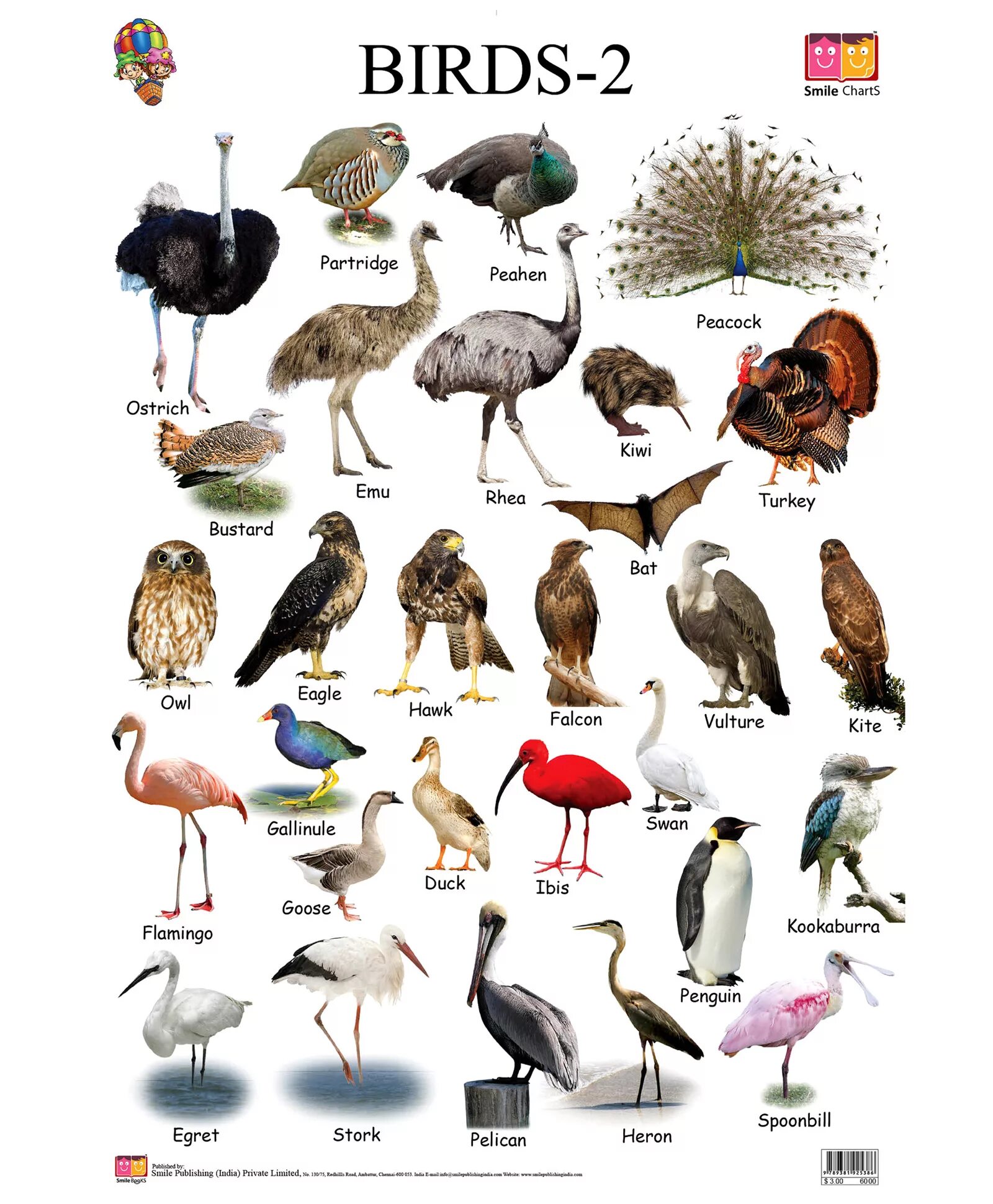 Птицы на английском. Название животных и птиц. Названия птиц на английском. Названия животных и птицанглийски.