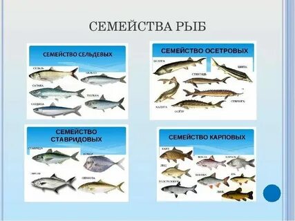 К какому продукту относится рыба