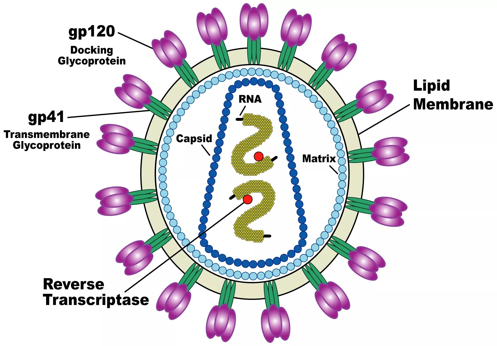 Human immunodeficiency virus. Структура вируса ВИЧ. Вирус иммунодефицита человека (Human Immunodeficiency virus). Строение вириона ВИЧ. Строение вириона ВИЧ 1.