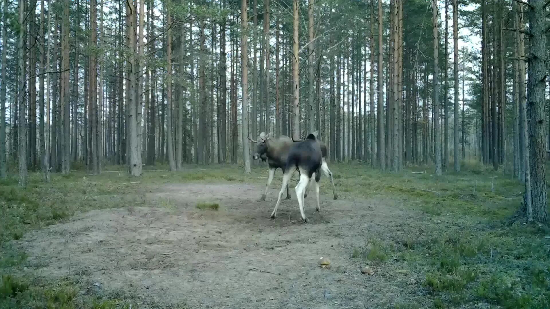 Ленинградским лосям. Лось Ленинградской области. Лосиный Гон. Битва лосей.