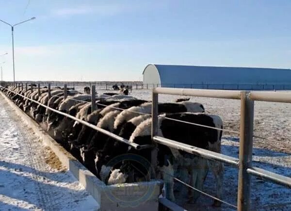 экстерьер крс молочного направления и мясного. бонитировка коров мясного направления. оценка рогатого скота. категории упитанности крупного рогатого скота таблица. оценка экстерьера коров.