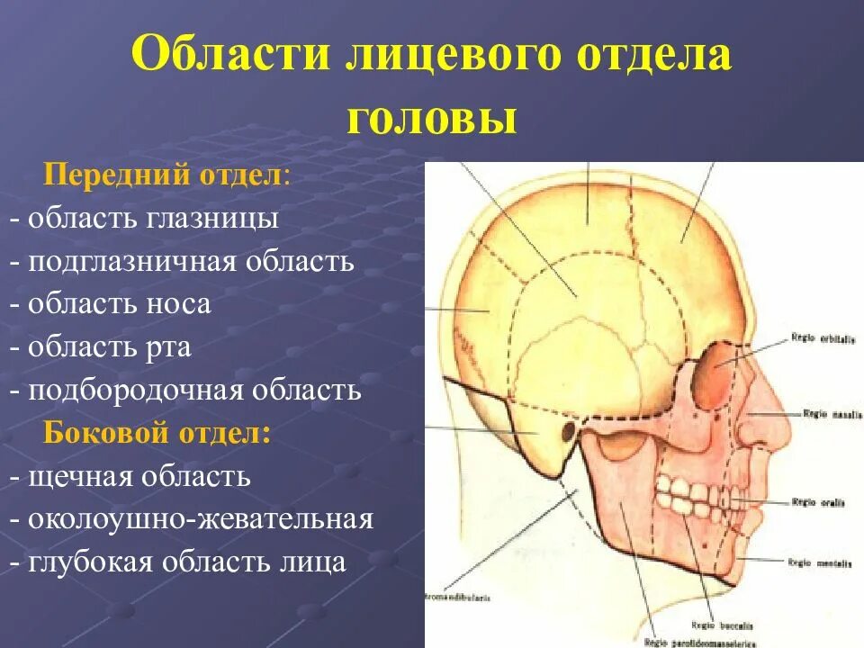 Границы лицевого отдела головы топографическая анатомия. Клиническая анатомия лицевого отдела головы. Слои лицевого отдела головы. Границы лицевого отдела. Отдел затылок