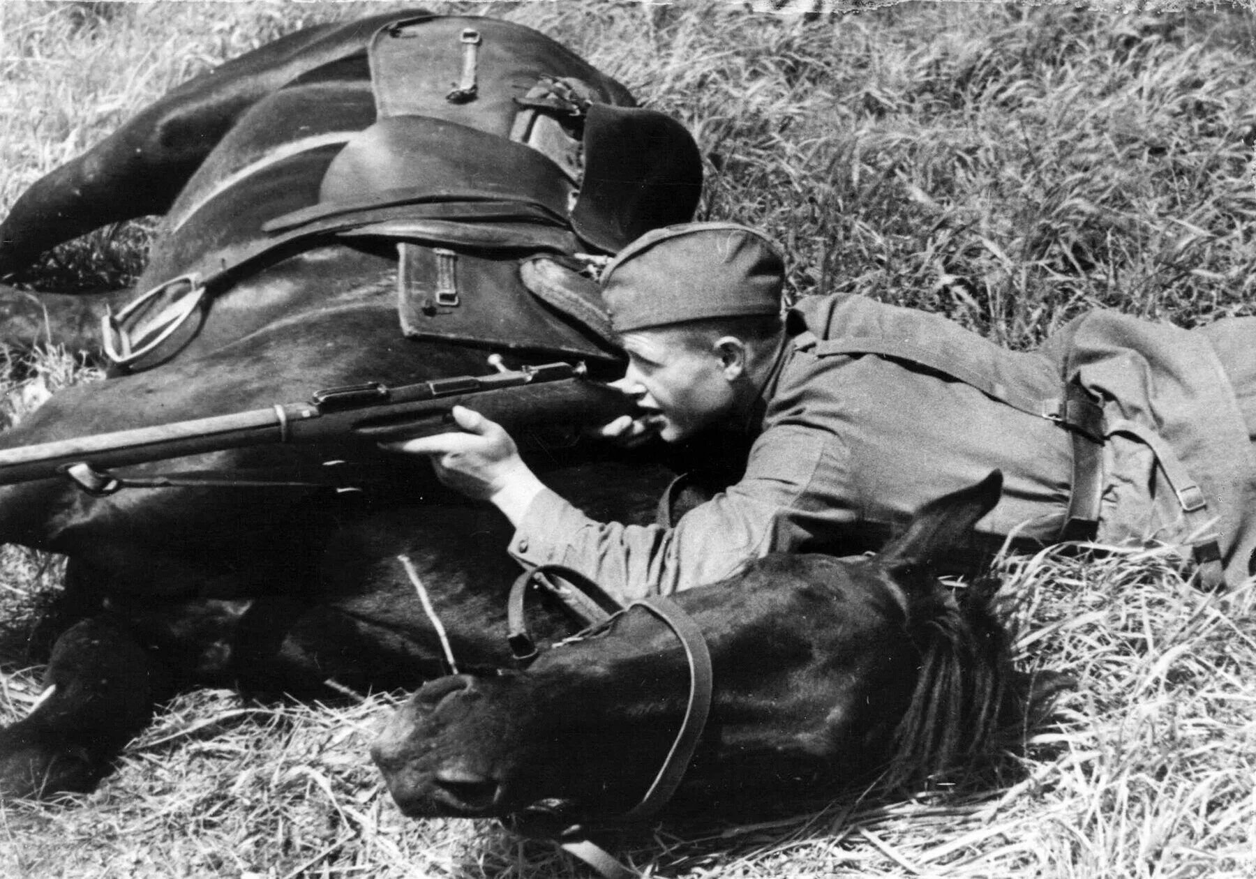 Лошади в вов 1941-1945 гг. Жата вов. Арго скорпид вов. Жата вов. Жало скорпида 3.