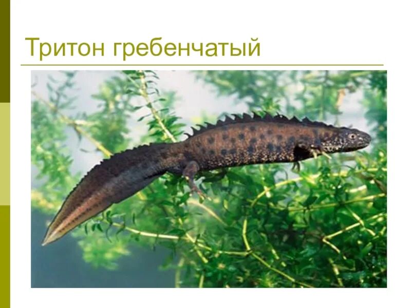 Какое развитие у гребенчатого тритона
