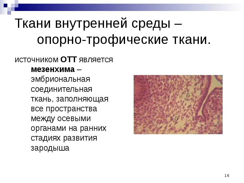 Опорную функцию в организме животного выполняет ткань. Опорно трофические ткани гистология. ткань внутренней среды (опорно трофические ткани ). соединительные ткани классификация источники развития. классификация соединительной ткани опорно-трофическая.