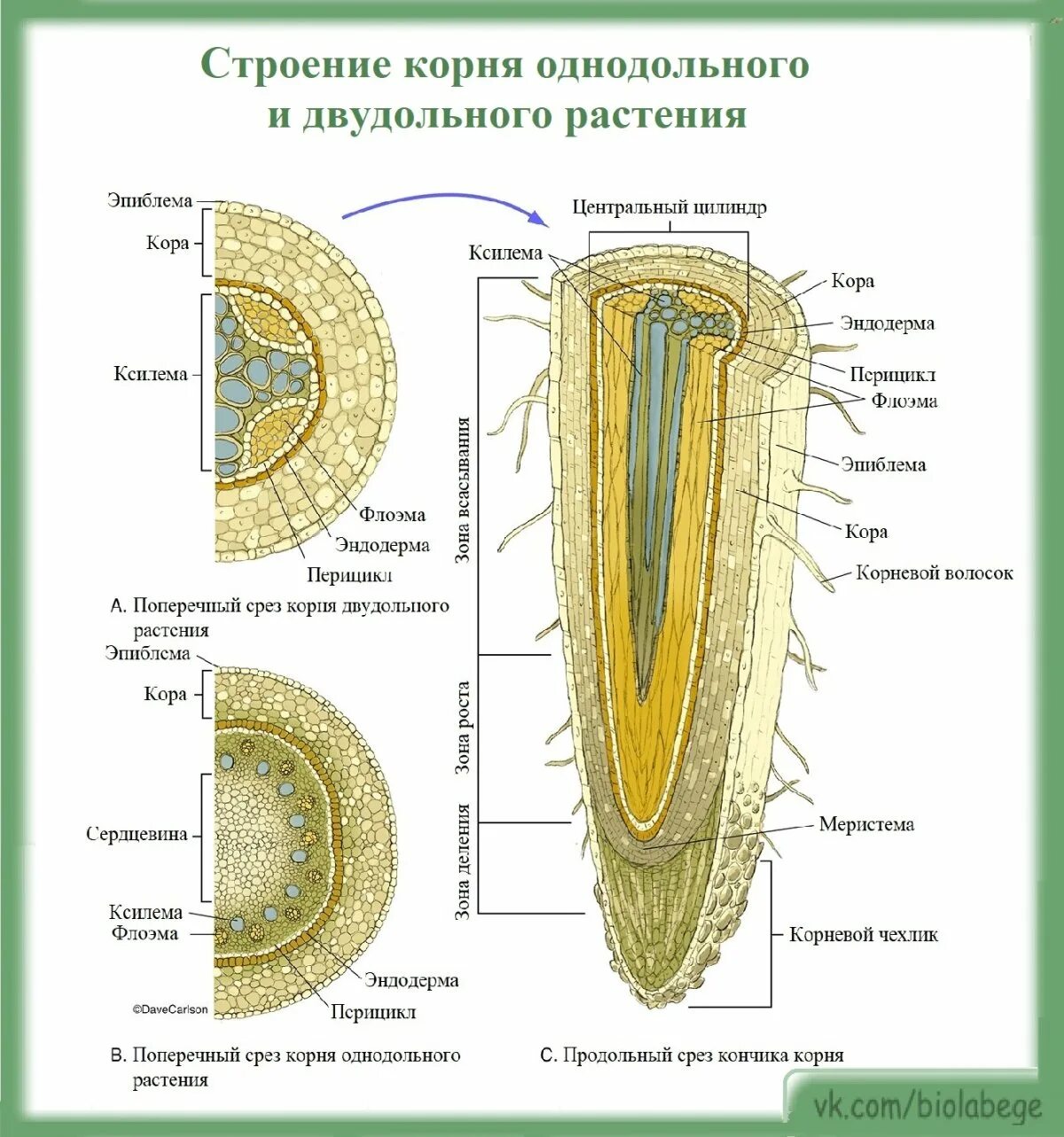 Срезы егэ. Строение корня на продольном срезе. Внутреннее строение корня поперечный срез. Строение корня срез. Поперечный срез корня двудольного растения.