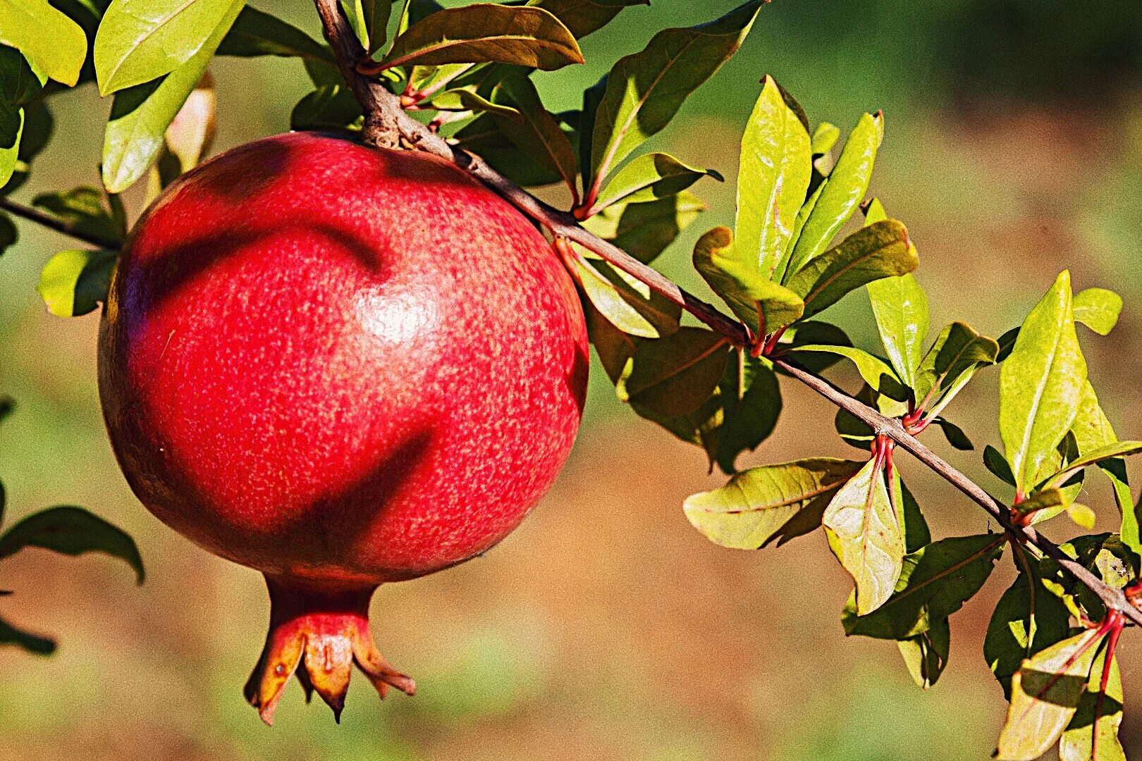 Гранат Punica granatum дерево. Гранат (гранатник) обыкновенный. Гранат Никитский ранний. Гранат Pomegranate.