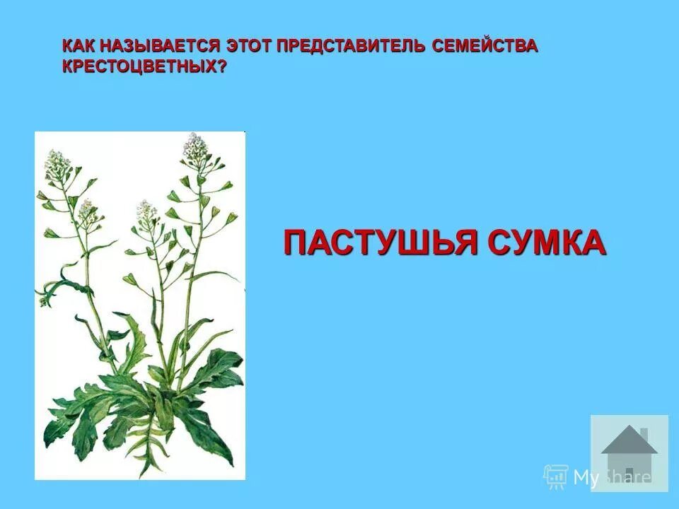 пастушья сумка крестоцветные или розоцветные. пастушья сумка крестоцветные или розоцветные. индол в крестоцветных. стебель крестоцветных. пастушья сумка.