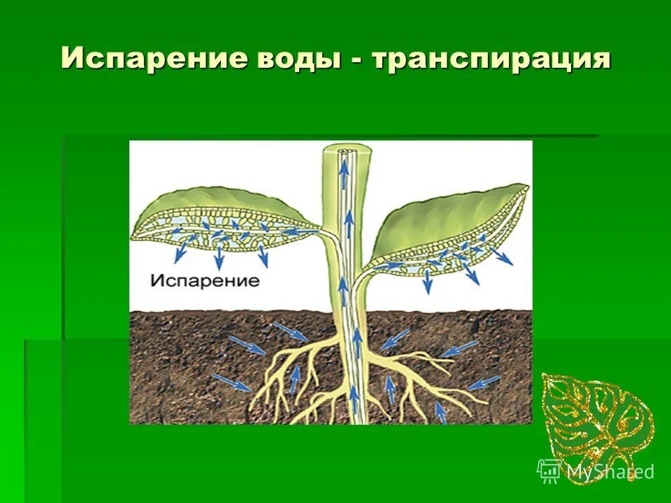 Как изменится скорость транспирации в жаркий день у подсолнечника. Процесс транспирации у растений. Как изменится транспирация у подсолнечника. Испарение воды растениями транспирация. Транспирация - ботаника.