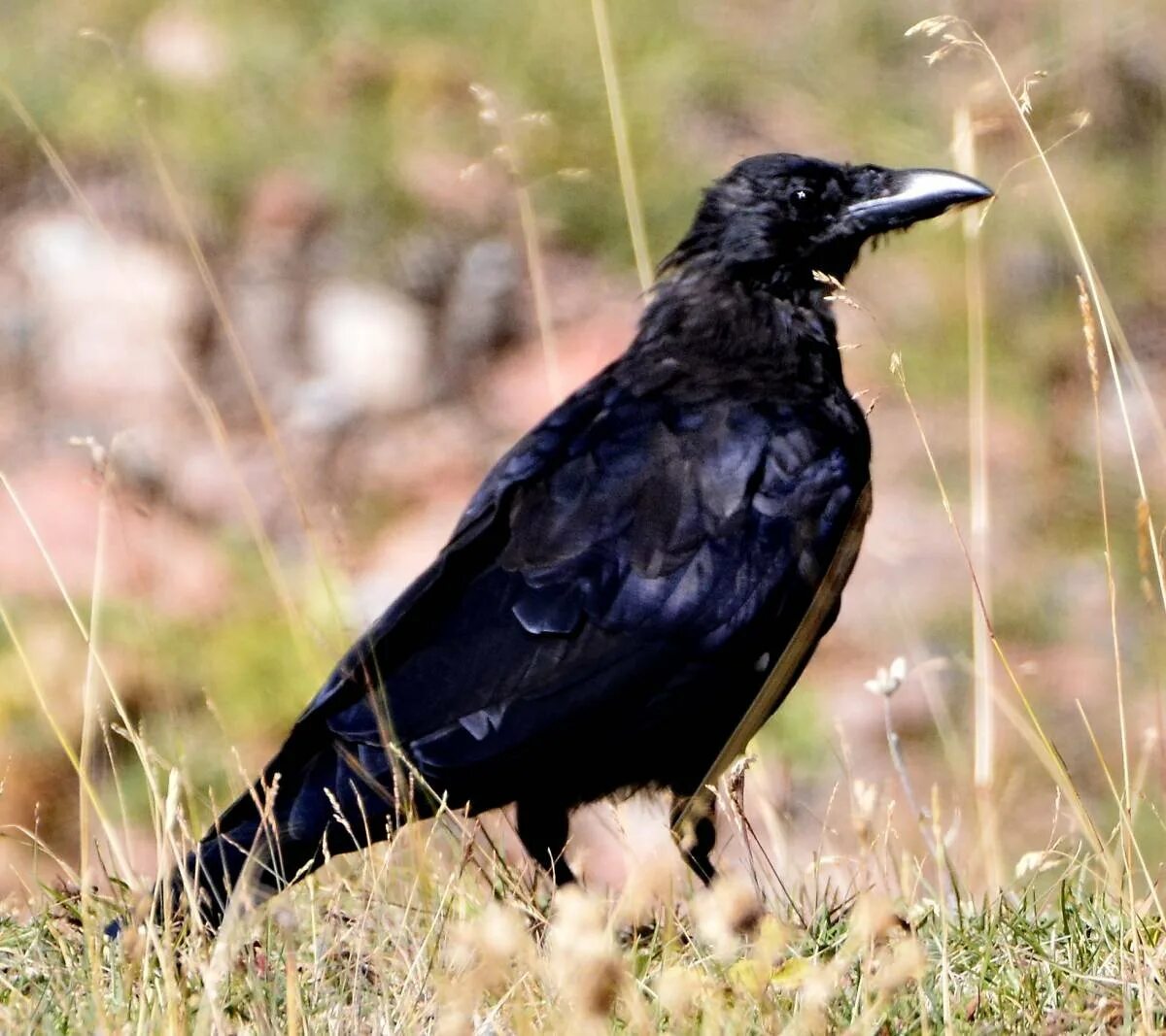 Черная ворона - Corvus Corone. Грач (птица). Корвус карга. Белоносый Грач. Ала карга