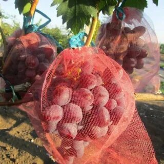 Мешочки от ос для винограда