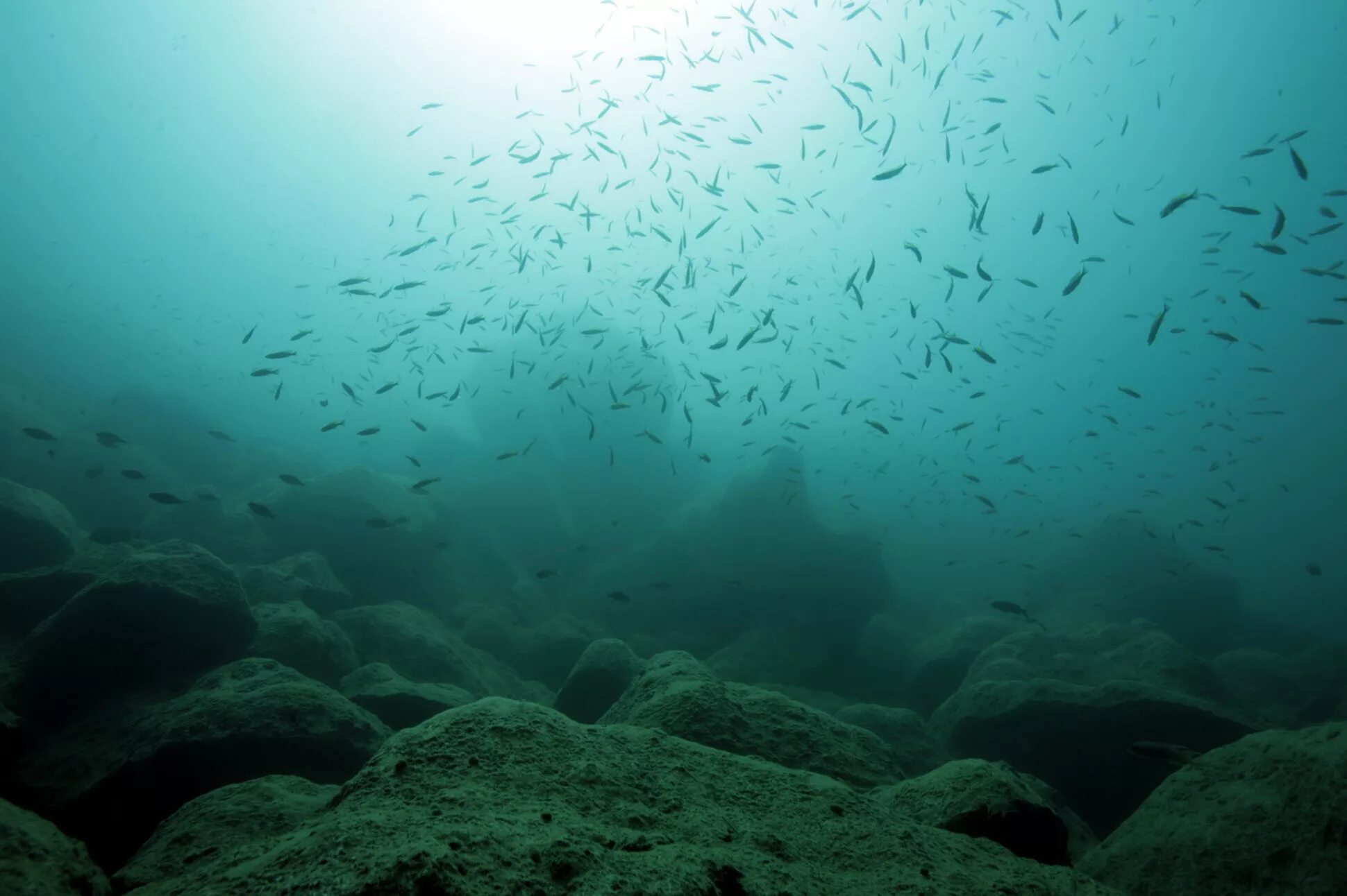 Биомасса фитопланктона в теплых морях больше. Биотоп озера Танганьика. Озеро Танганьика дайвинг. Морские в озере Танганьика. Озеро Малави рыбы.