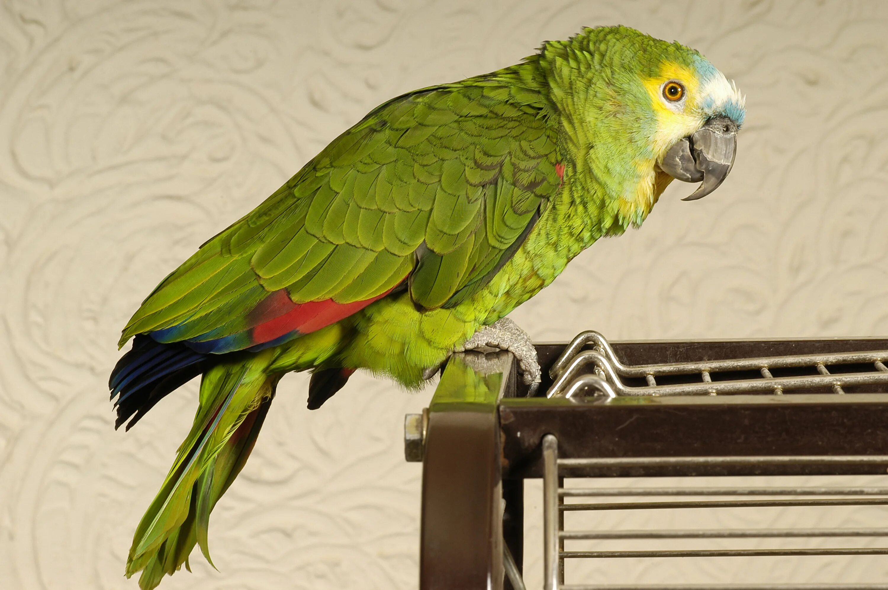 Curl parrot