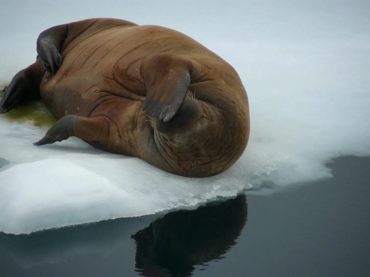 земля франца иосифа моржи. морж в арктике арктика. морж кит. тюлень уэдделла. морской заяц ластоногие.