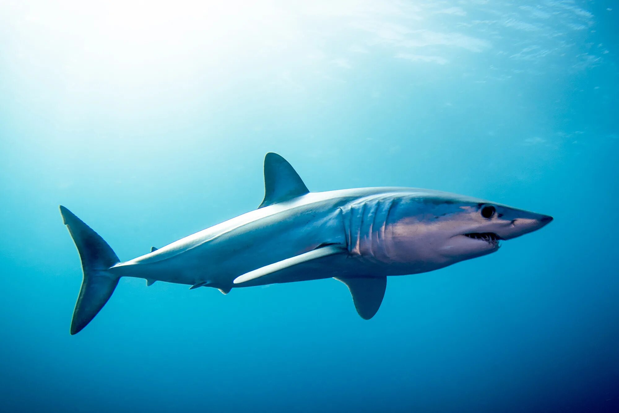 Опасна ли акула мако. Акула мако. Isurus oxyrinchus акула мако. Серо голубая акула мако. Акула-мако (серо-голубая акула).