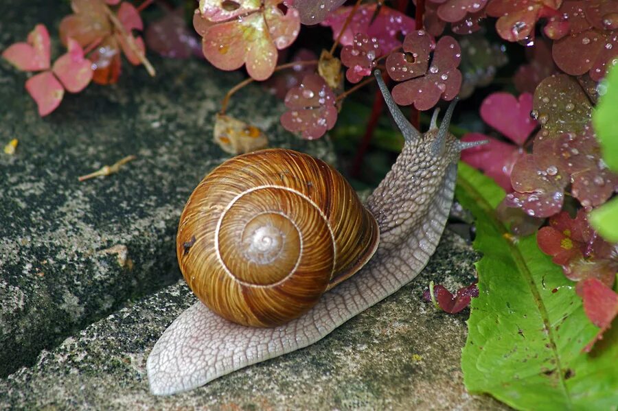 Брюхоногие моллюски Виноградная улитка. Виноградная улитка Helix. Улитка Helix pomatia. Устрица беззубка Виноградная улитка. Улитки готовые