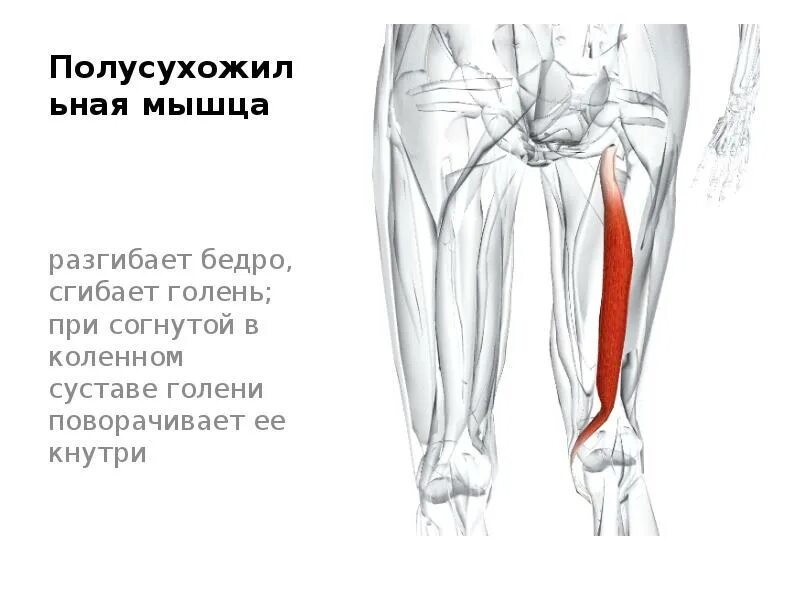 Сильно болит бедро. Полусухожильная мышца иннервация. Мышцы бедра задняя группа полусухожильная мышца. Полусухожильная мышца бедра анатомия. Полусухожильная полусухожильная мышца бедра.