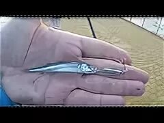 Приманки черного моря