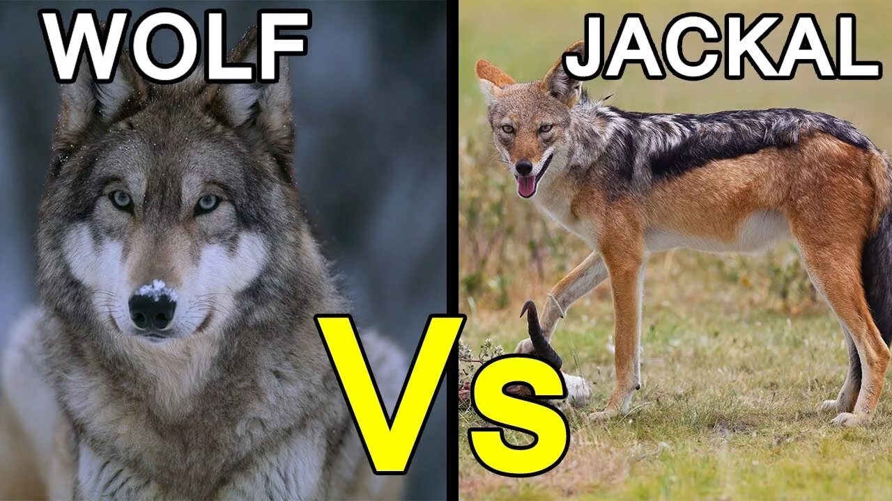 Чем отличается волк от шакала. Шакал и волк. Шакал или волк.