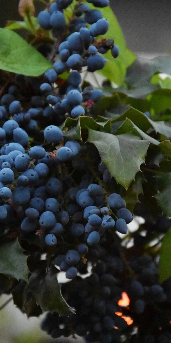 Виноград маленькие ягоды. Ягода похожая на виноград. Растение похожее на виноград. Виноград (ягода). Растение похоже на виноград.