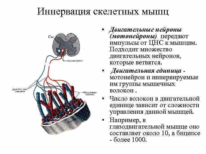 Схема иннервации скелетной мышцы. Двигательная иннервация скелетных мышц. Иннервация скелетной мышцы физиология. Двигательные Нейроны в скелетной мышечной ткани.