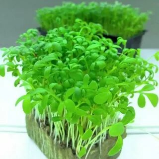 Крест салат
