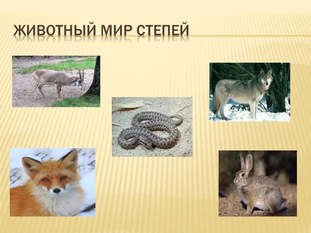 Конспект и презентация по окружающему миру на тему "Зона степей" ( 4 класс, Школ