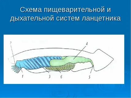 Тип хордовые органы дыхания