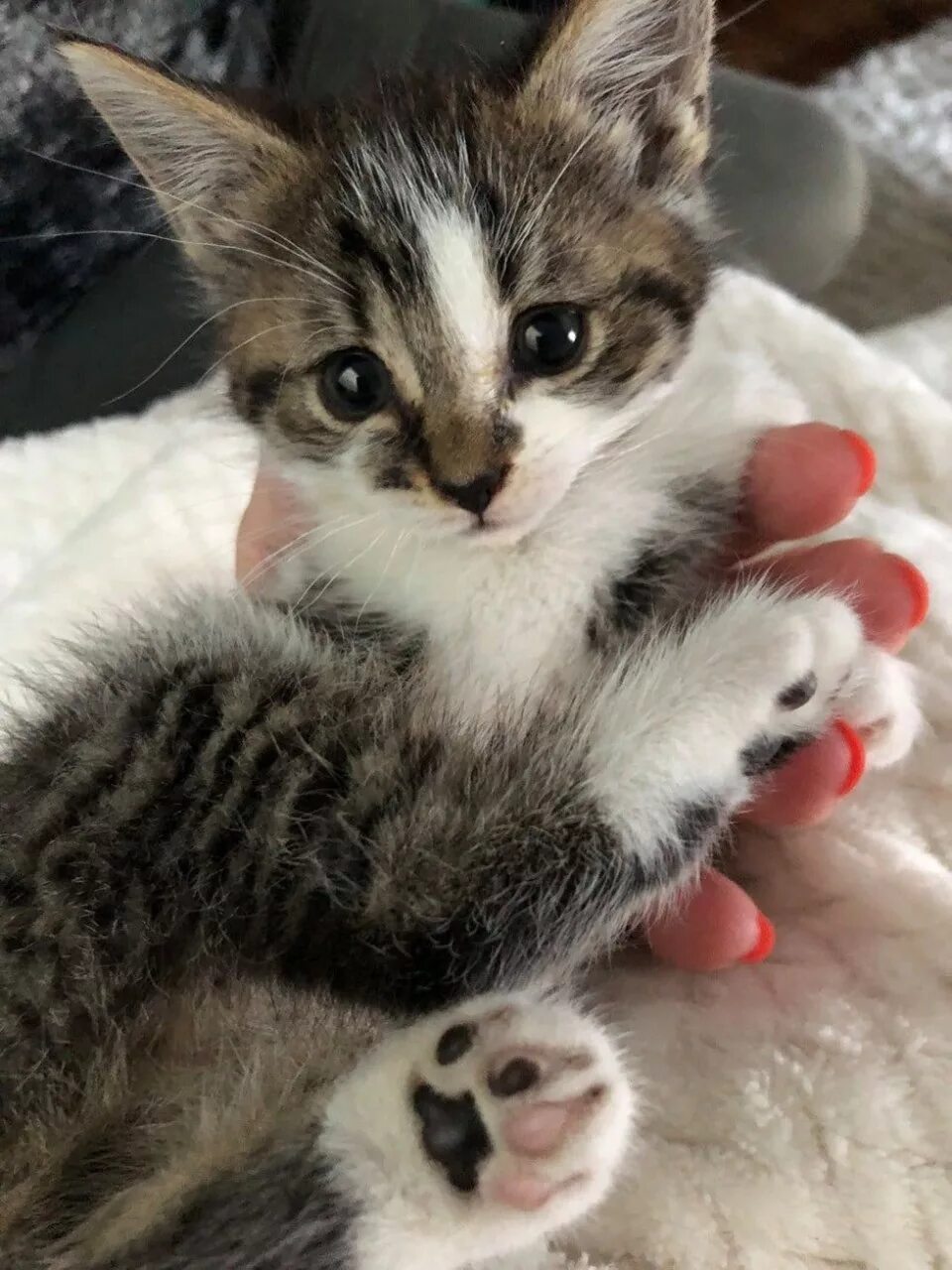 крохотный котенок. маленького котенка дома. маленький котенок. малюсенькие котята. домашние котята.