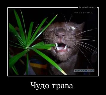 Отпусти трава