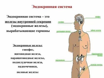 Сообщение о нарушении работы эндокринной системы