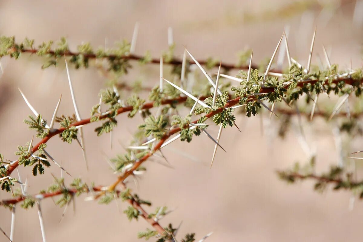 Девичья коса катины очки верблюжья колючка. Alhagi pseudalhagi. Верблюжья. Саксаул черный (солончаковый) haloxylon aphyllum. Саксаул, джузгун, эфедра, солянка, полынь.