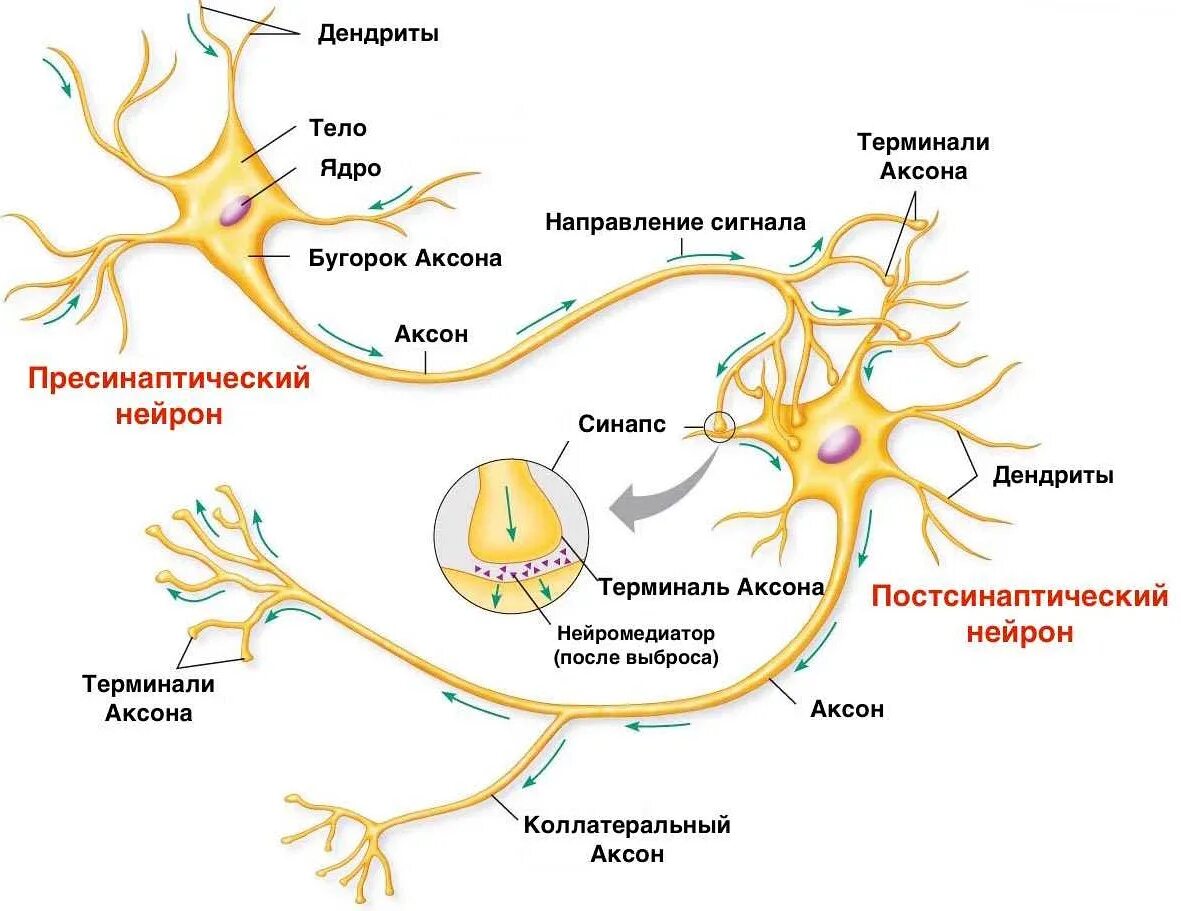 Строение нейрона Аксон дендрит синапс. Нейроны головного мозга строение. Строение нейрона дендриты Аксон. Схема строения двигательного нейрона. Нервные узлы и нейрон