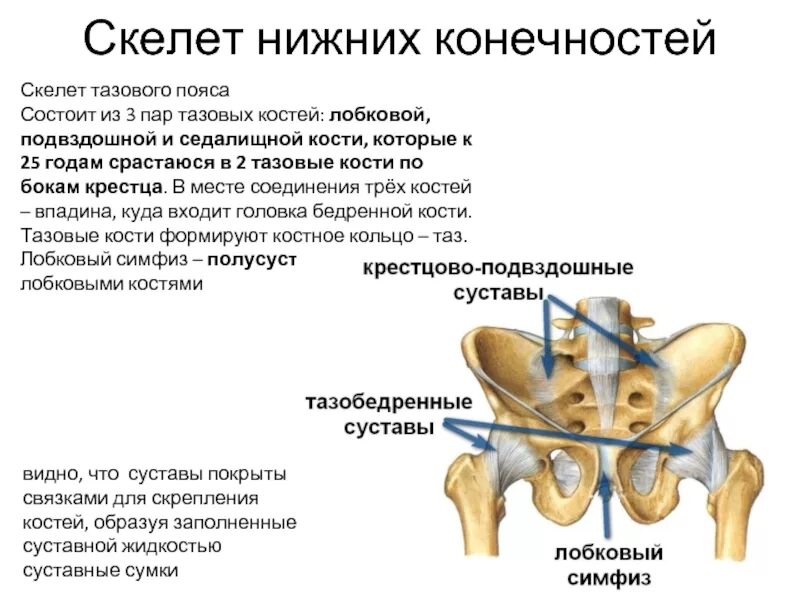 Тазовый пояс состоит из костей. Тазовый пояс состоит из костей