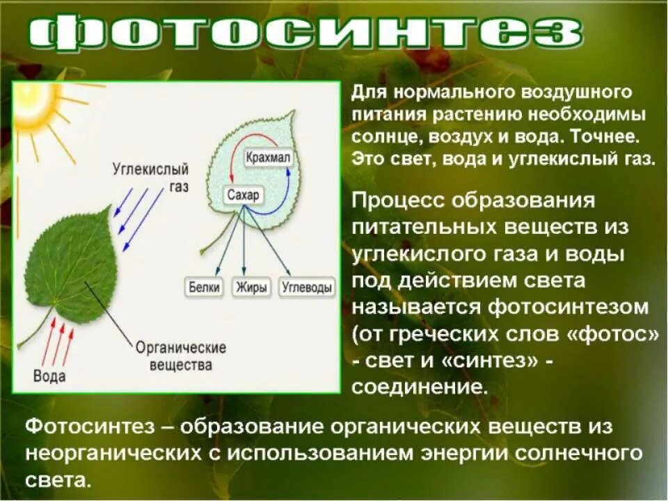 Воздушное питание фотосинтез кратко